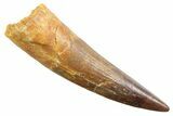 Fossil Spinosaurus Tooth - Beautiful Preservation #354813-1
